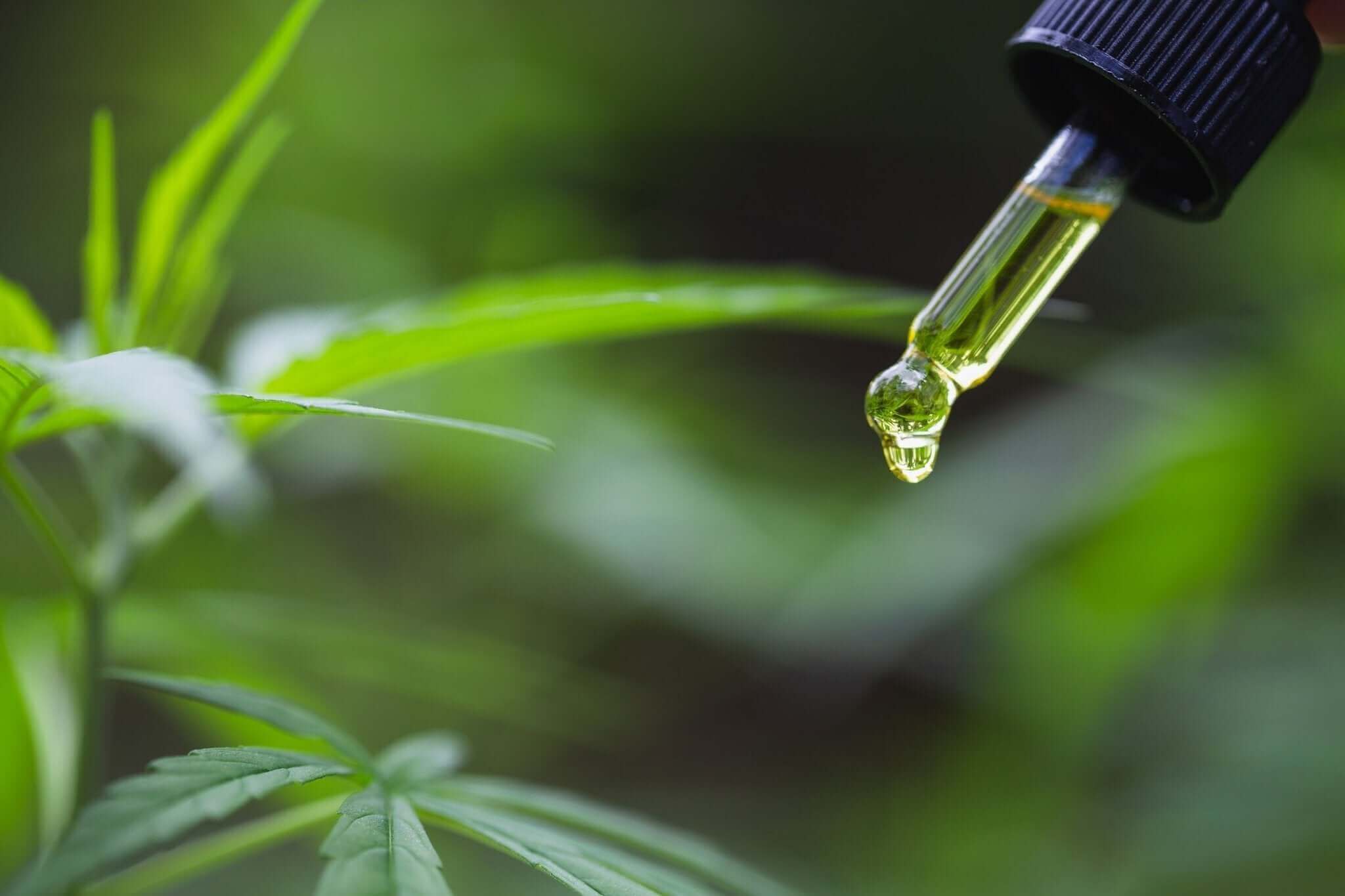 Same, Same But Different: CBD Oil vs. Hemp Oil - Tub Therapy